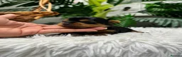 Yorkshire Terrier perros en venta: YORKSHIRE TERRIER  - Anuncio 17