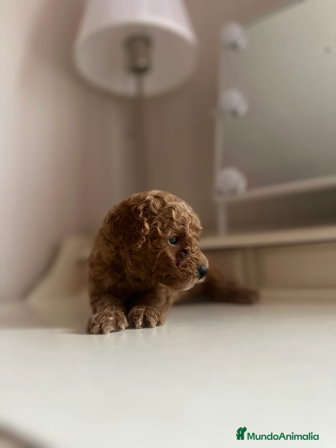 Caniche Toy perros en venta: Venta de caniche toy - Anuncio 2