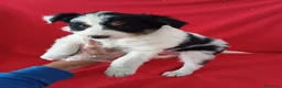 Border Collie perros en venta: Border Collie Blanco y Negro  - Anuncio 3