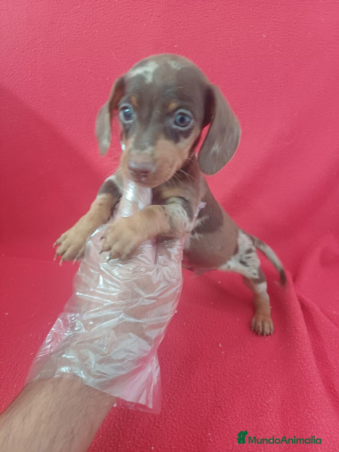 Teckel Miniatura perros Teckel Miniatura Arlequin Chocolate  - Anuncio 1