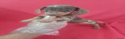 Teckel Miniatura perros en venta: Teckel Miniatura Arlequin Chocolate  - Anuncio 1