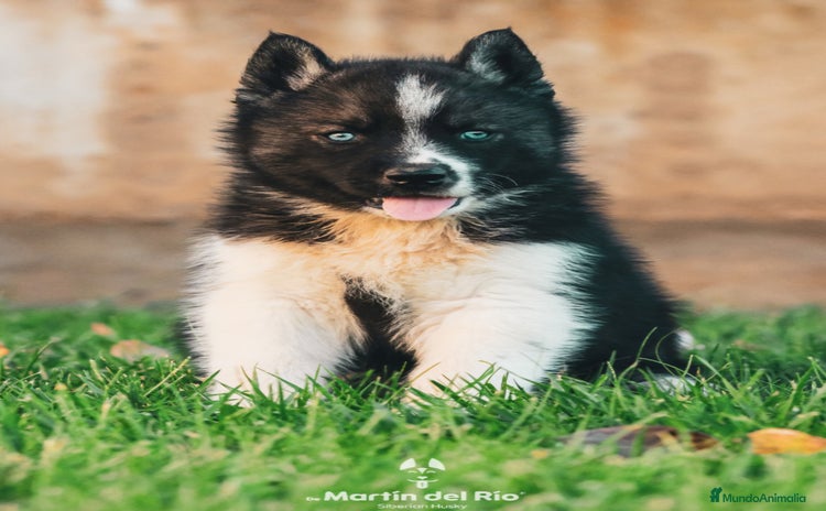 Husky Siberiano perros - Propaganda 10