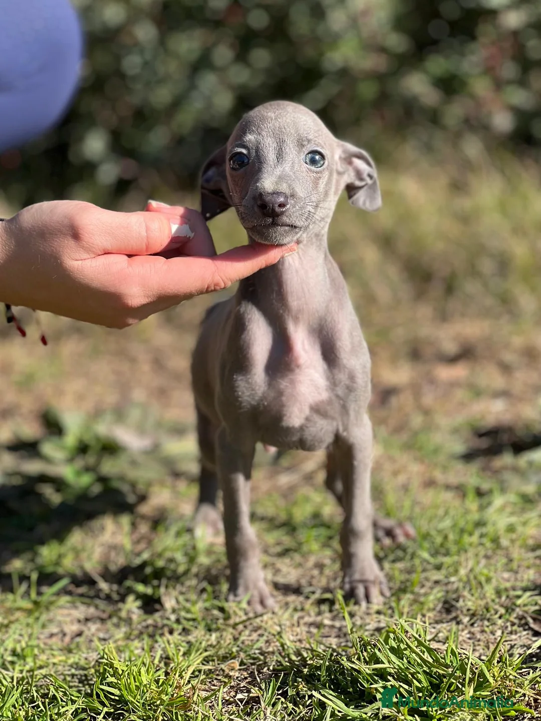 Pequeño Lebrel Italiano perros en venta: PICCOLO BLUE DISPONIBLES! en Barcelona - Anuncio 5