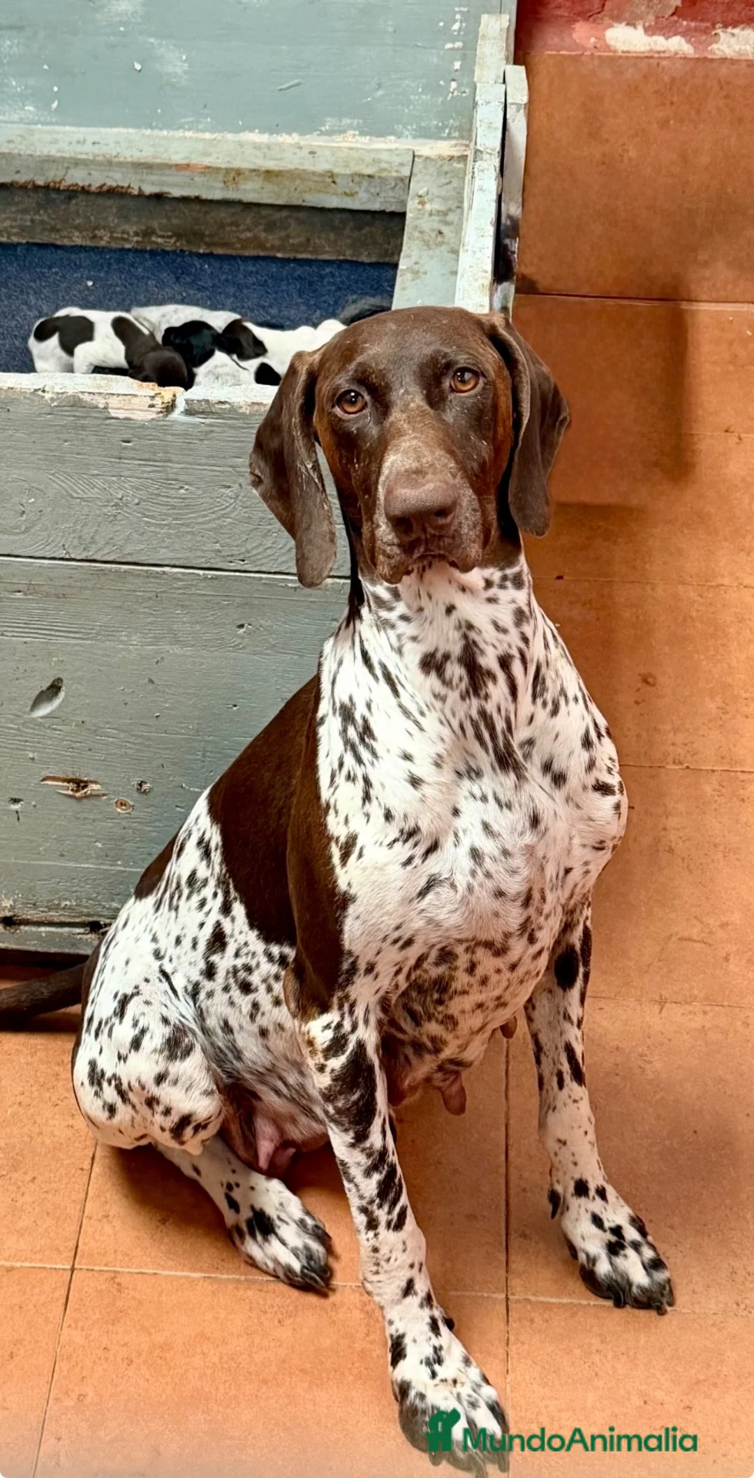 Braco Alemán de Pelo Corto perros en venta: Camada Braco Alemán  - Anuncio 2