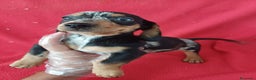 Teckel Miniatura perros en venta: Teckel Miniatura Arlequin  - Anuncio 2