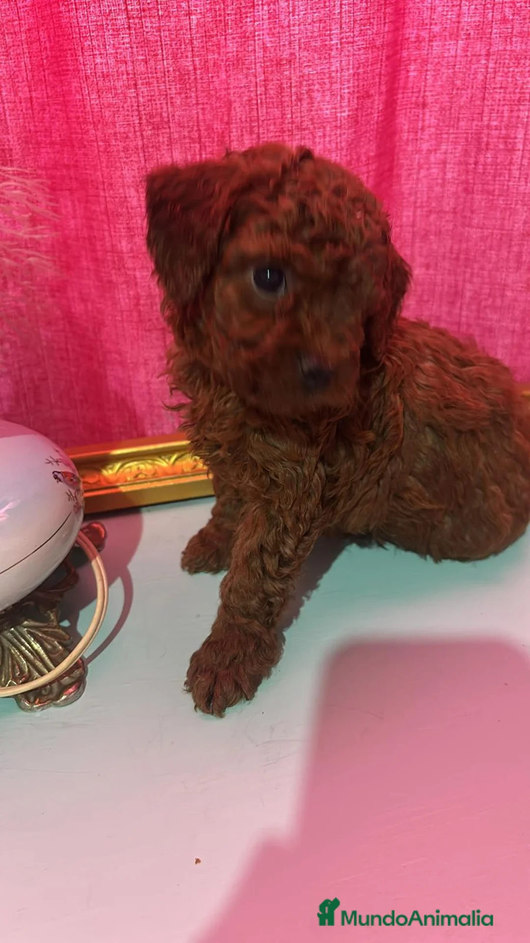 Caniche Toy perros en venta: Caniche toy - Anuncio 2