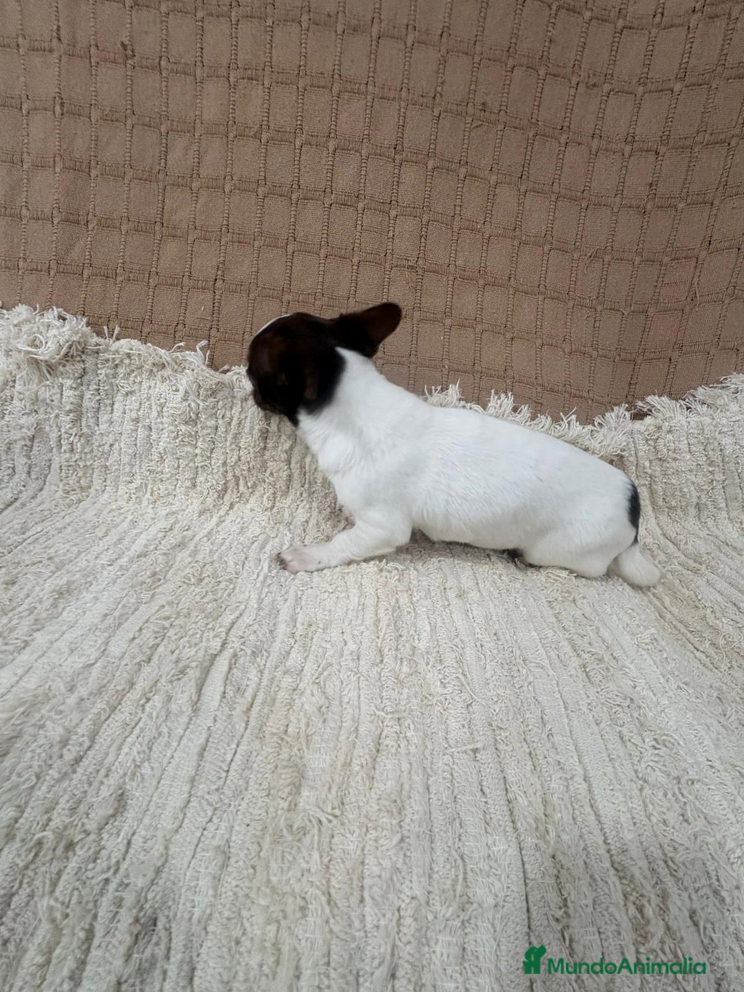 Chihuahua perros en venta: Chihuahua rusa blanca chocolate  - Anuncio 7