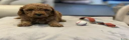 Caniche Toy perros en venta: caniche toy - Anuncio 5