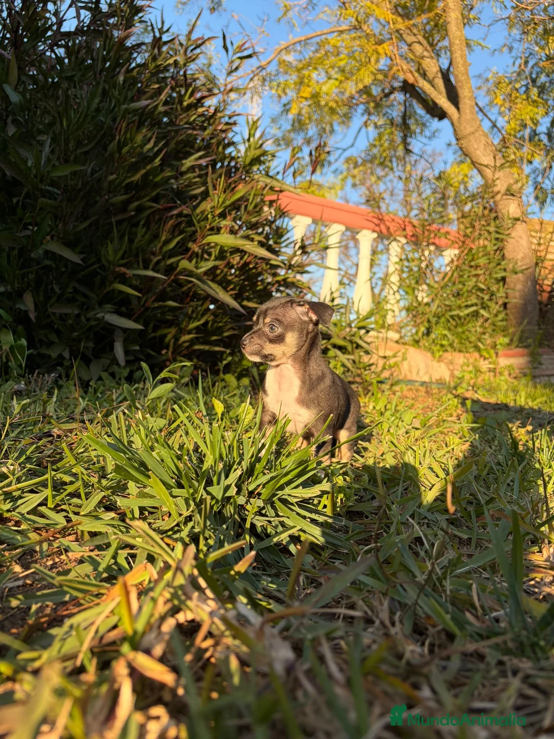 Chihuahua perros en venta: Chihuahua  - Anuncio 1