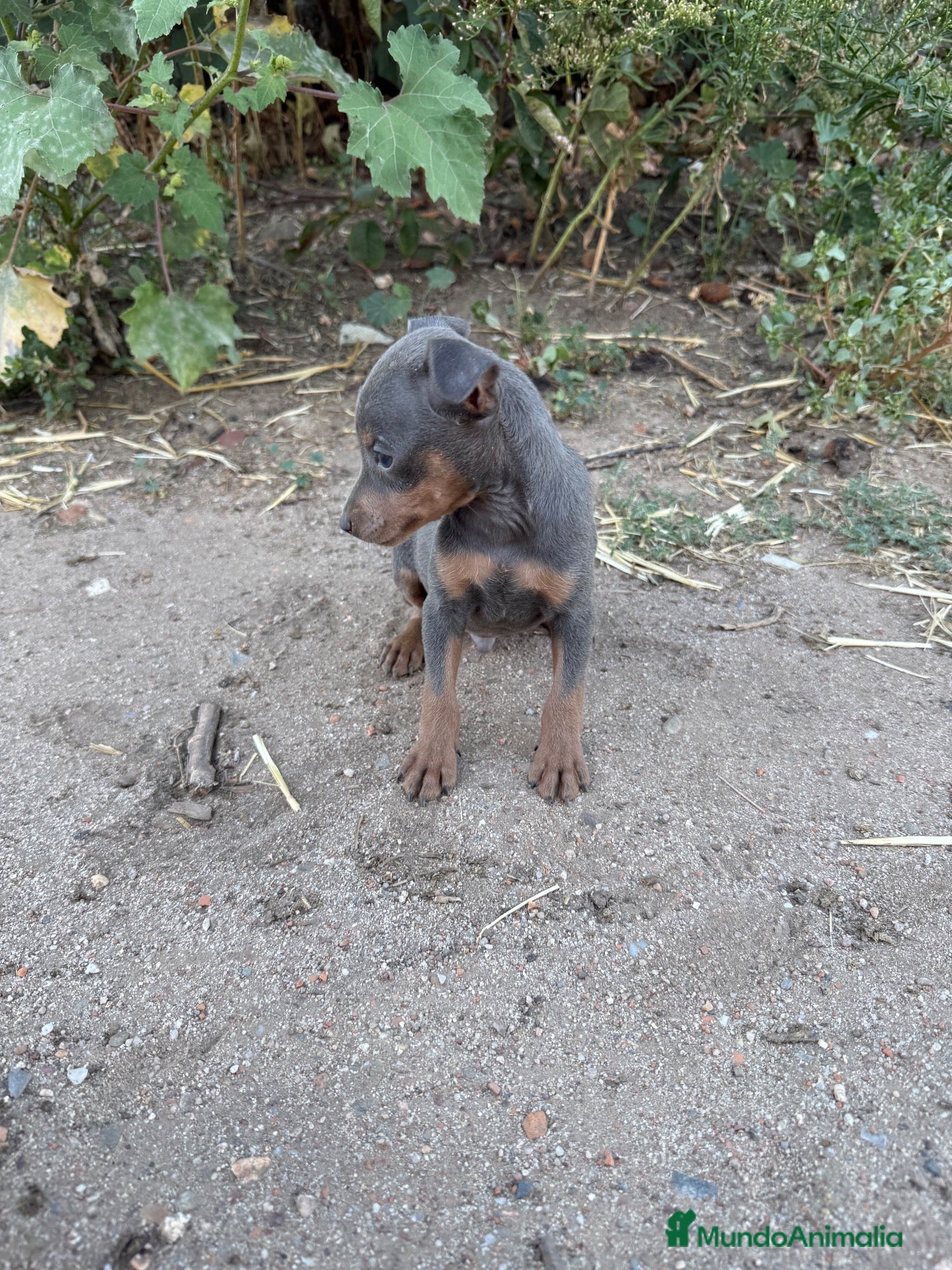 Pinscher Miniatura perros Pinscher mini - Anuncio 1