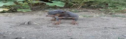 Pinscher Miniatura perros en venta: Pinscher mini - Anuncio 1