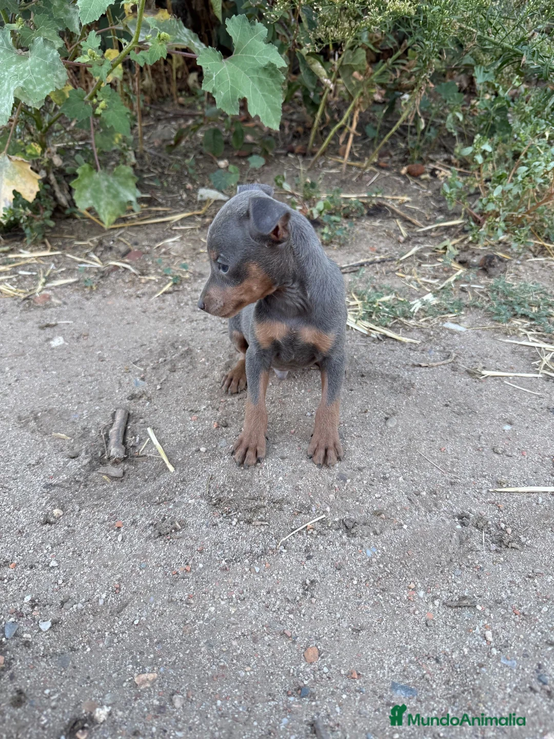 Pinscher Miniatura perros en venta: Pinscher mini - Anuncio 1