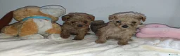 Caniche Toy perros en venta: Caniche toy - Anuncio 4