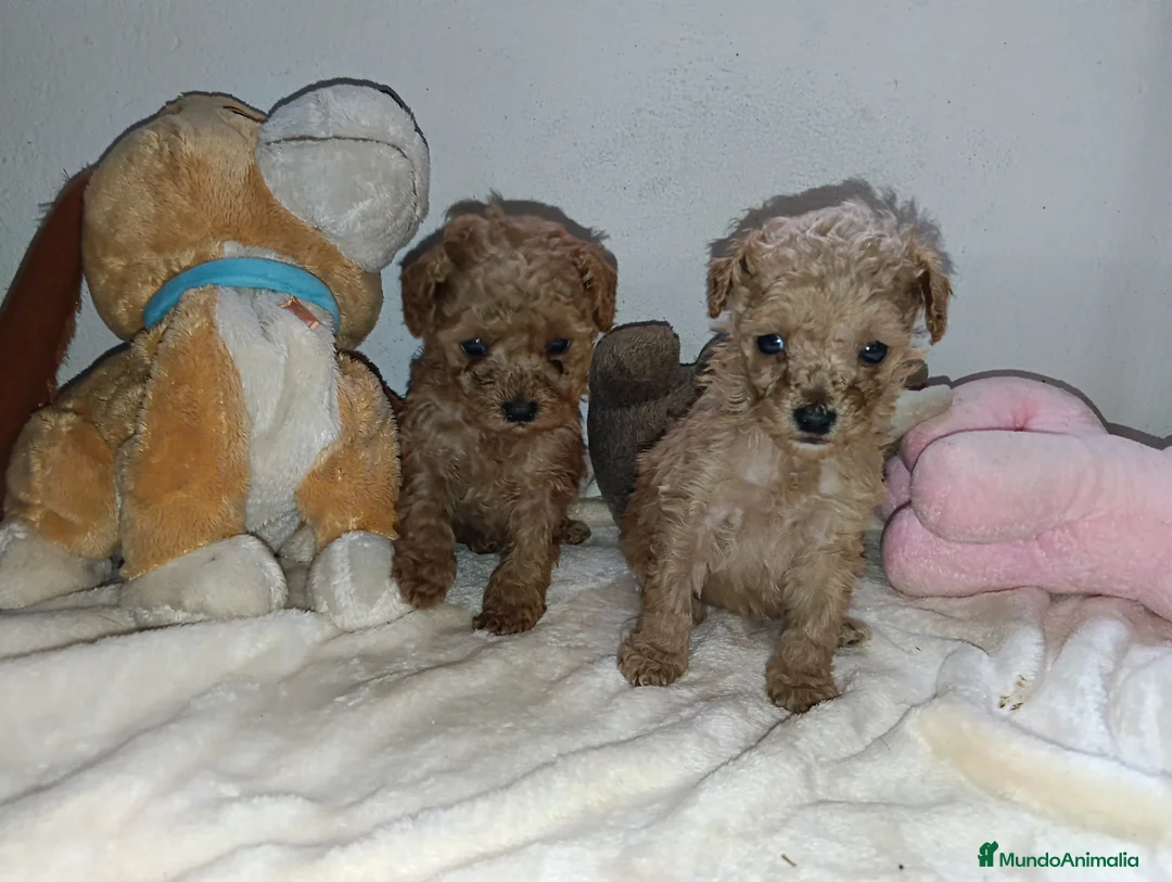 Caniche Toy perros en venta: Caniche toy - Anuncio 4