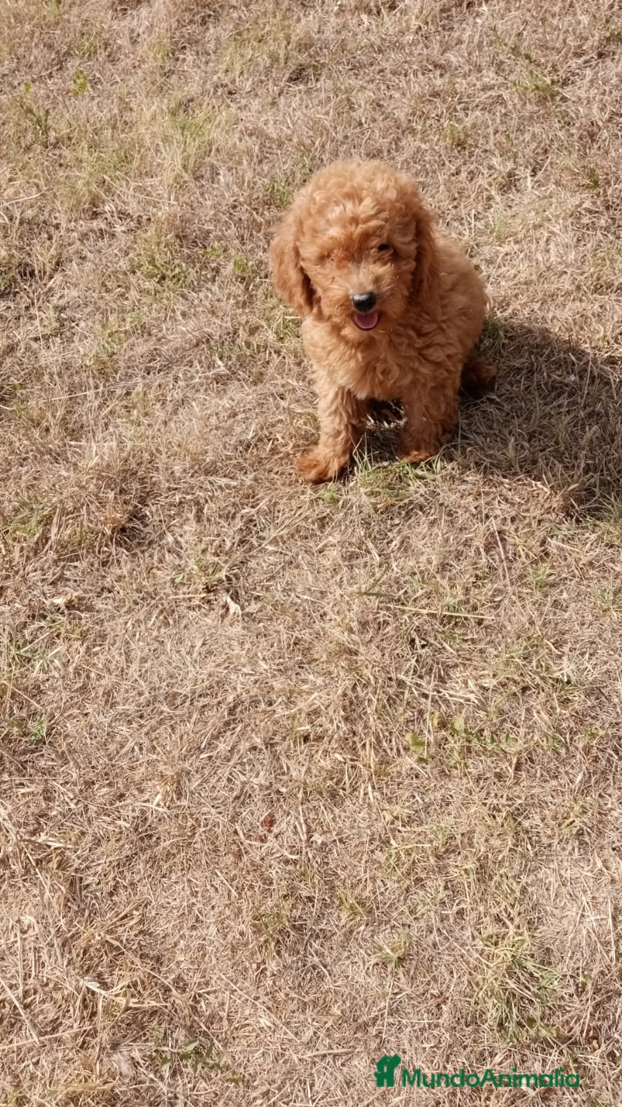 Caniche Enano perros CANICHE ENANO - Anuncio 2