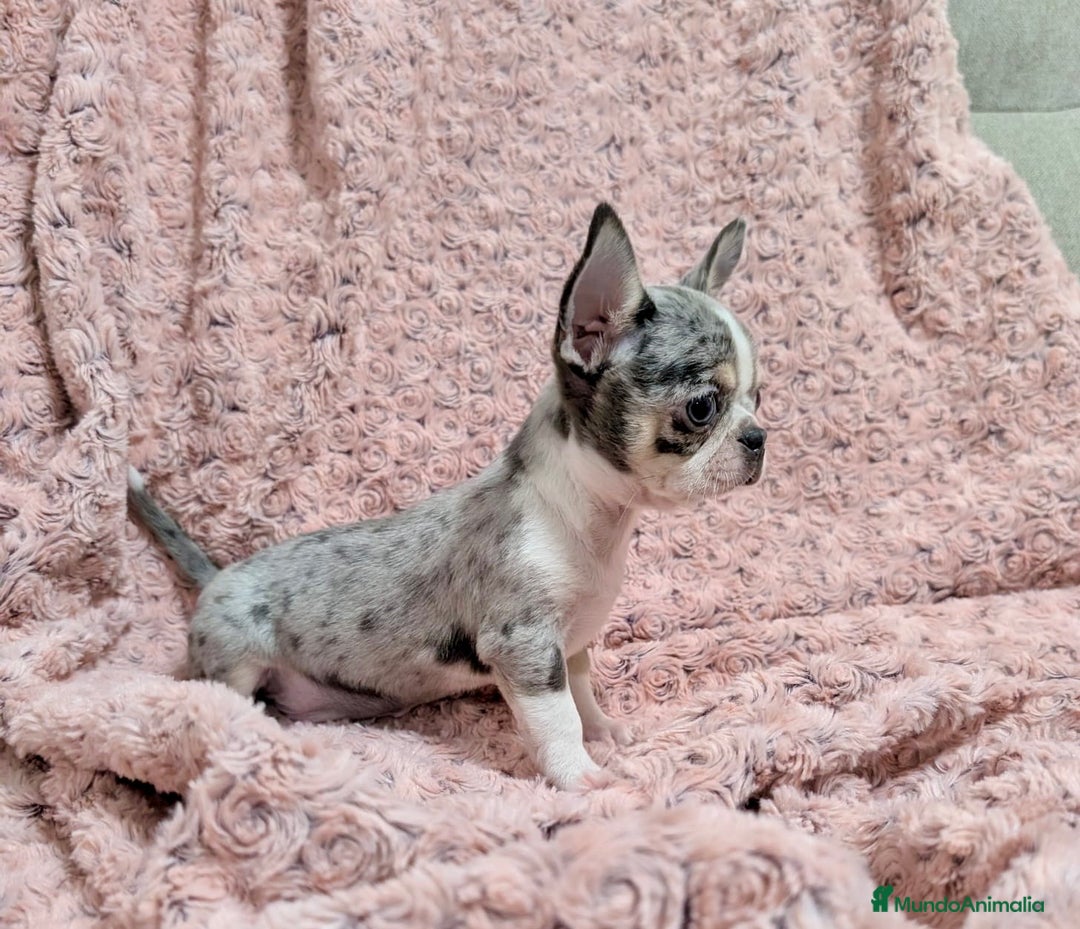 Chihuahua perros en venta: Chihuahua calidad show  - Anuncio 4