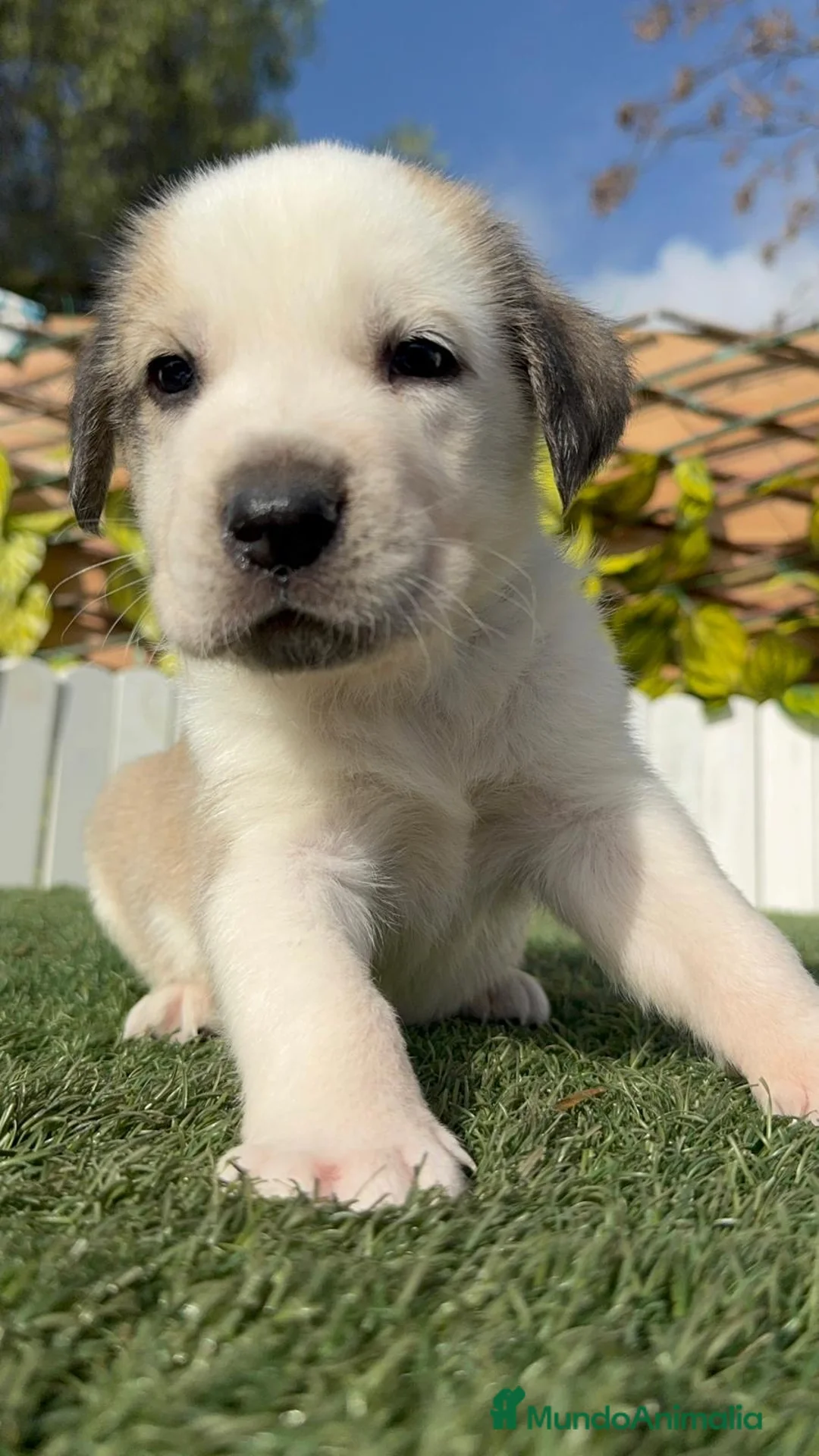 Mastín Español perros en venta: MASTIN ESPAÑOL  - Anuncio 15