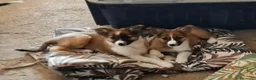 Border Collie perros en venta: Boder collie camada 4 - Anuncio 2