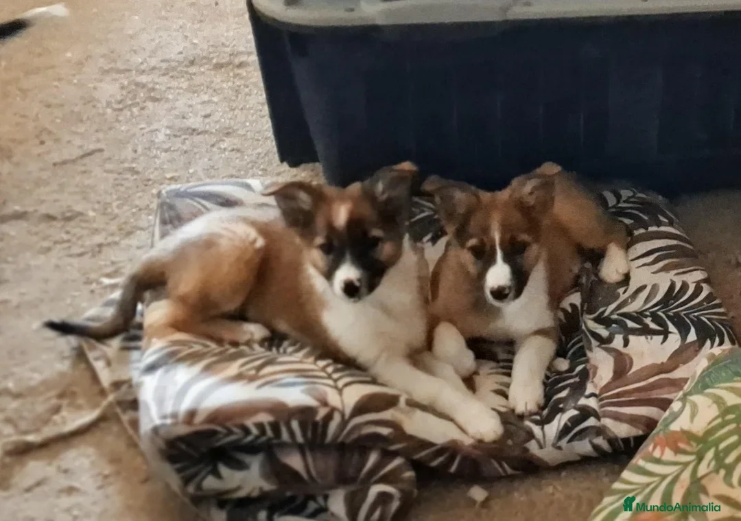 Border Collie perros en venta: Boder collie camada 4 - Anuncio 2