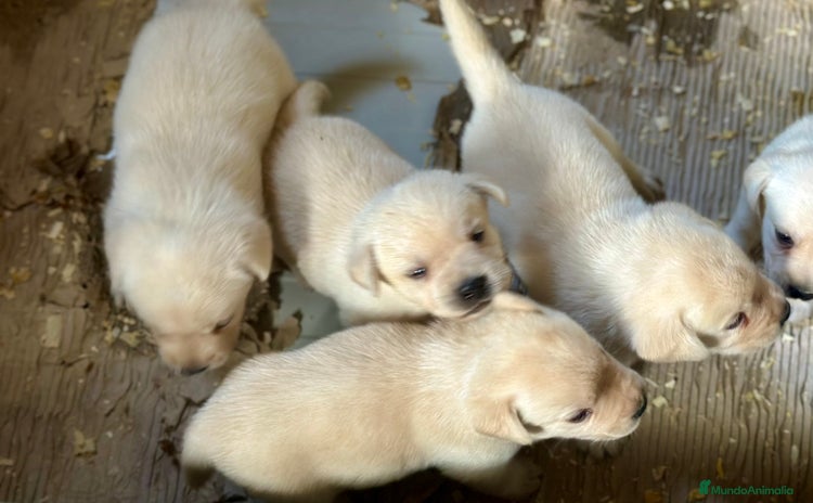 Labrador Retriever perros - Propaganda 13