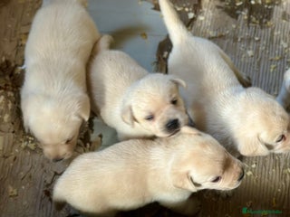 Labrador Retriever perros - Anuncio 12