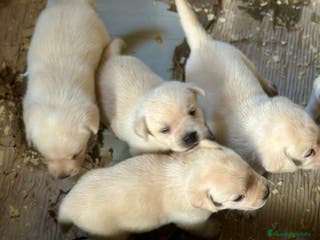 Labrador Retriever perros LABRADORES AMARILLOS DISPONIBLES - Anuncio 33