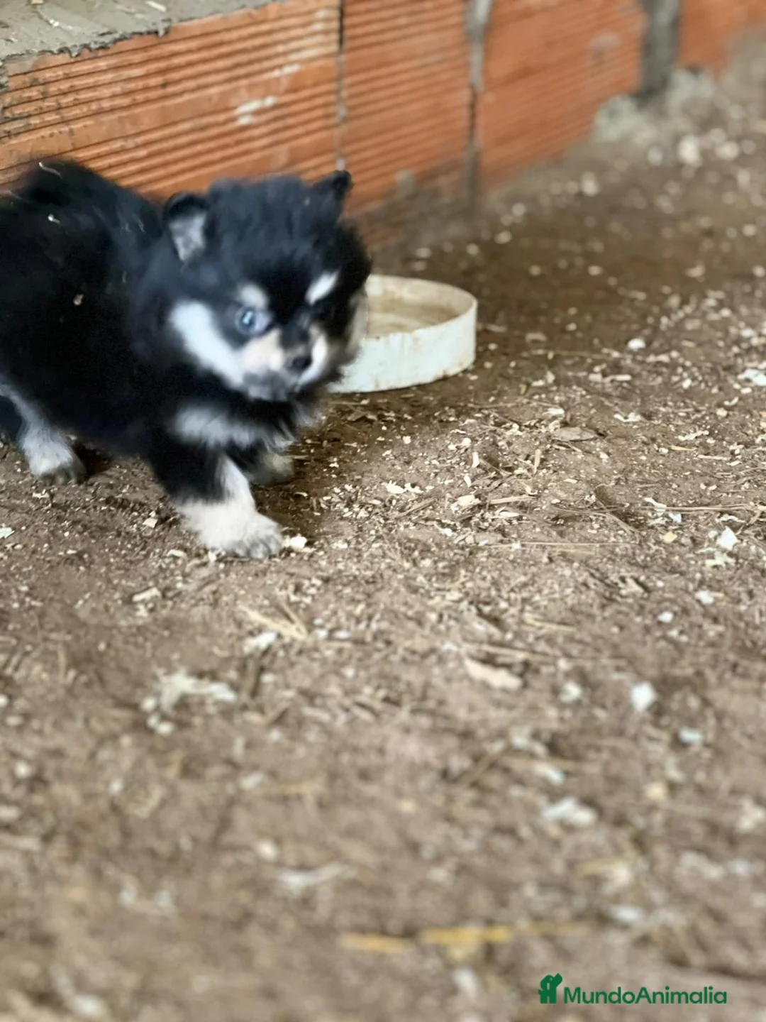 Pomerania perros en venta: Pomerania black & tan  - Anuncio 3
