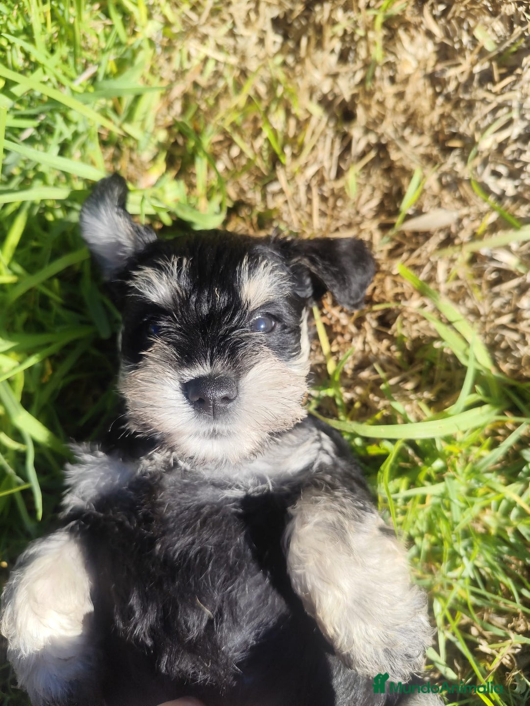 Schnauzer Miniatura perros en venta: Schnauzer Cachorros negro plata - Anuncio 9