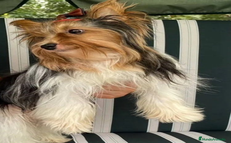 Biewer Yorkshire Terrier a la Pom Pon perros - Anuncio 1
