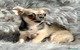 Chihuahua perros en venta: CHIHUAHUA MACHO DISPONIBLE - Anuncio 6