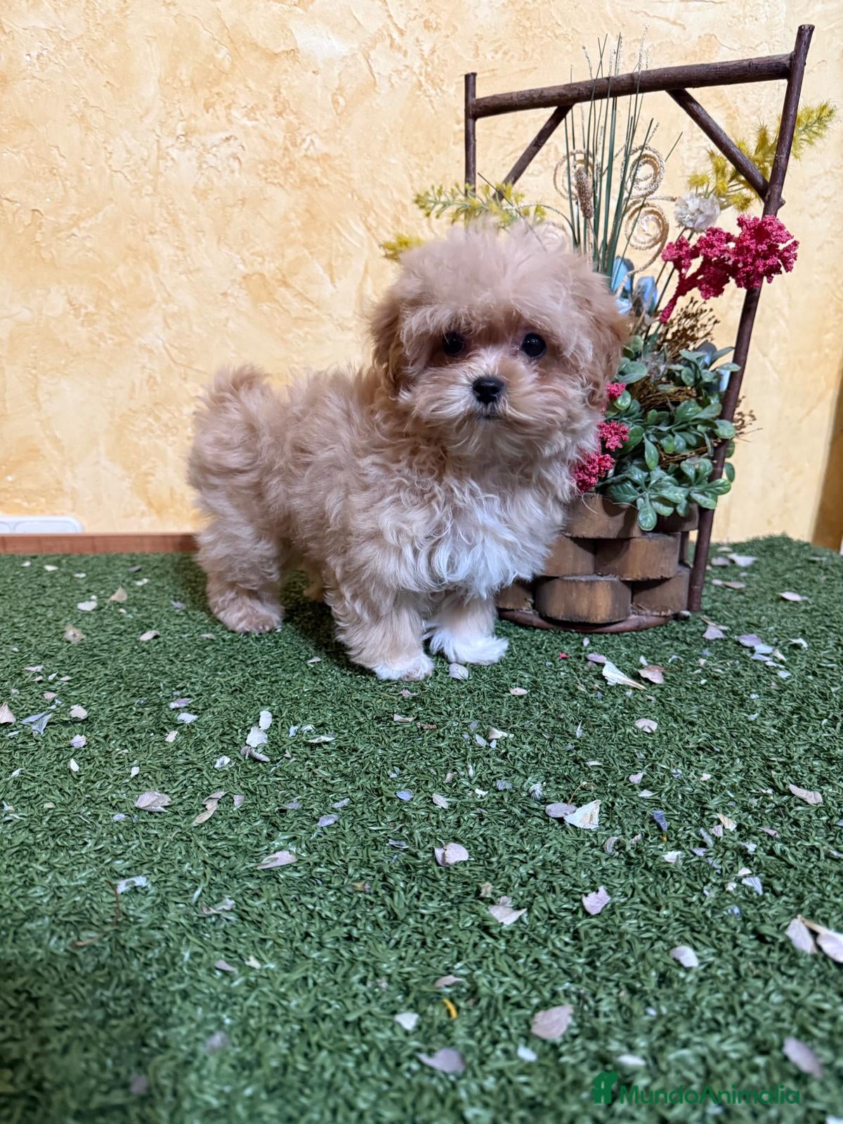 Maltipoo perros en venta: Maltipoo hembra lista para entregar!! - Anuncio 2