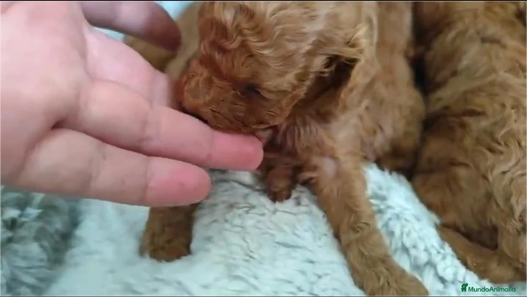 Caniche Toy perros en venta: Caniche toy  - Anuncio 2