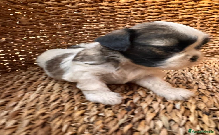Shih Tzu perros - Anuncio 1