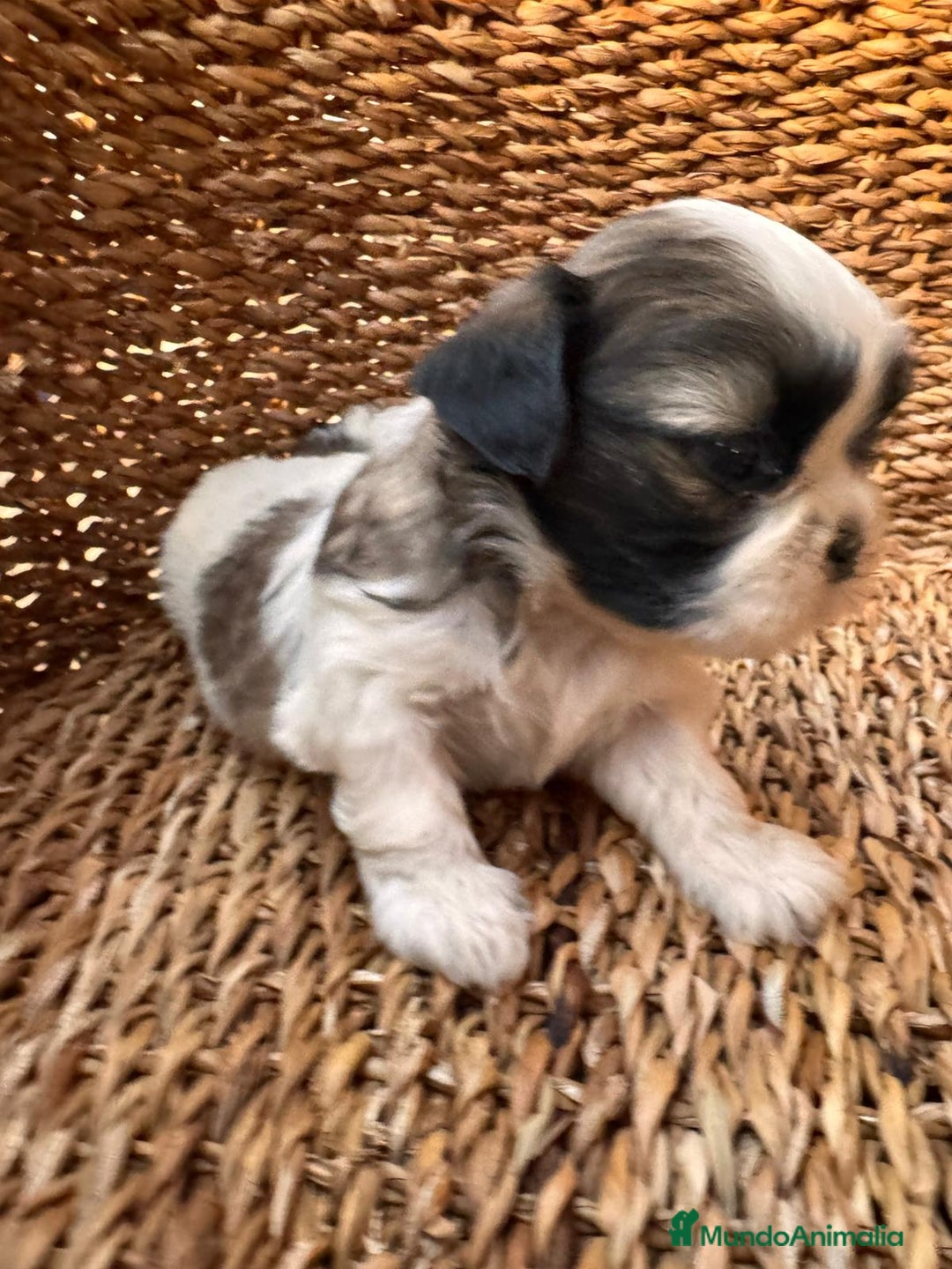 Shih Tzu perros en venta: Shih tzu mini - Imagen 1