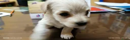Maltipoo perros en venta: Preciosas hembras de Maltipoo  - Anuncio 2