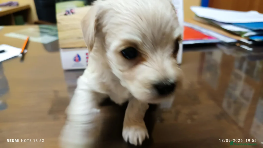 Maltipoo perros en venta: Preciosas hembras de Maltipoo  - Anuncio 2