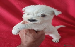 West Highland White Terrier perros en venta: Westing Terrier  - Imagen 1