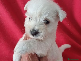 West Highland White Terrier perros - Anuncio 1