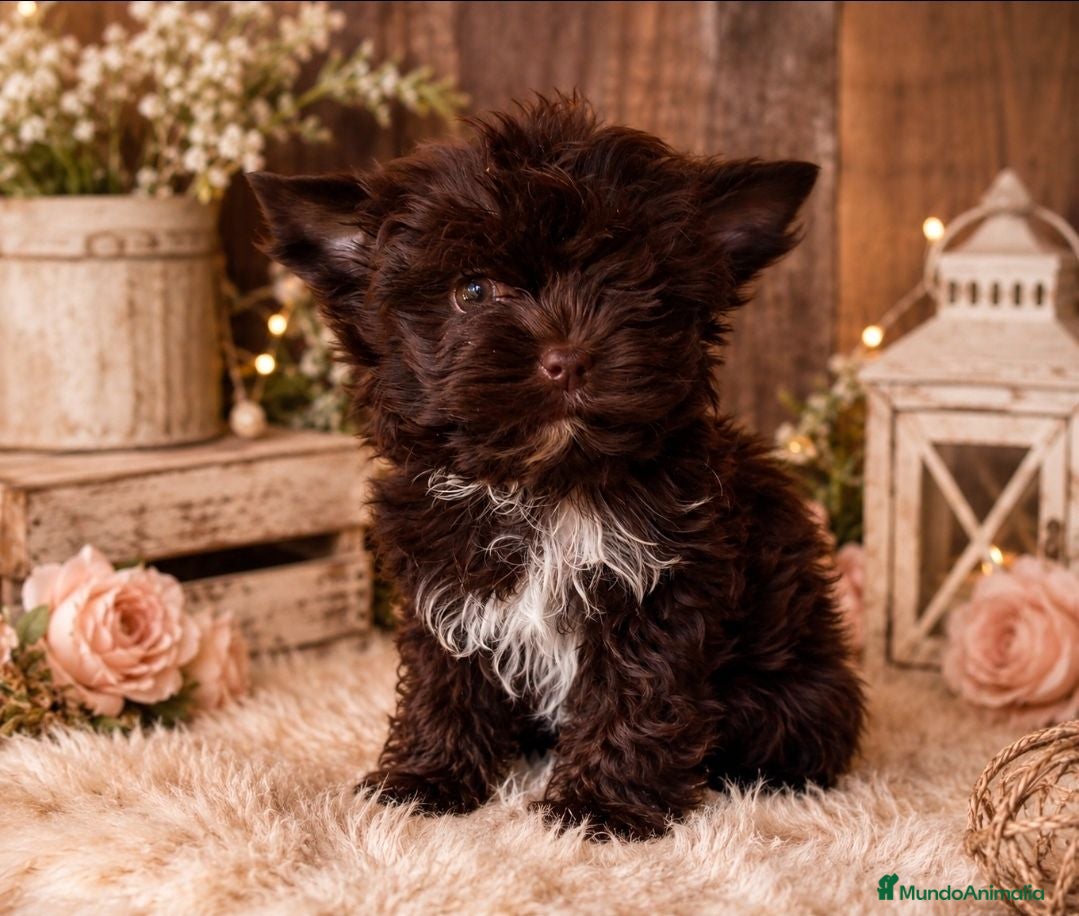 Biewer Yorkshire Terrier a la Pom Pon perros Cachorros Yorkshire color exóticos miniatura - Anuncio 28