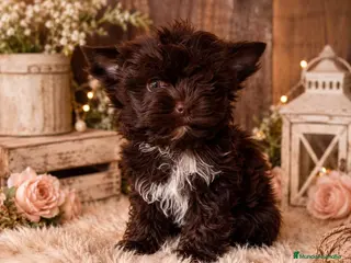 Biewer Yorkshire Terrier a la Pom Pon perros Cachorros Yorkshire color exóticos miniatura - Anuncio 28