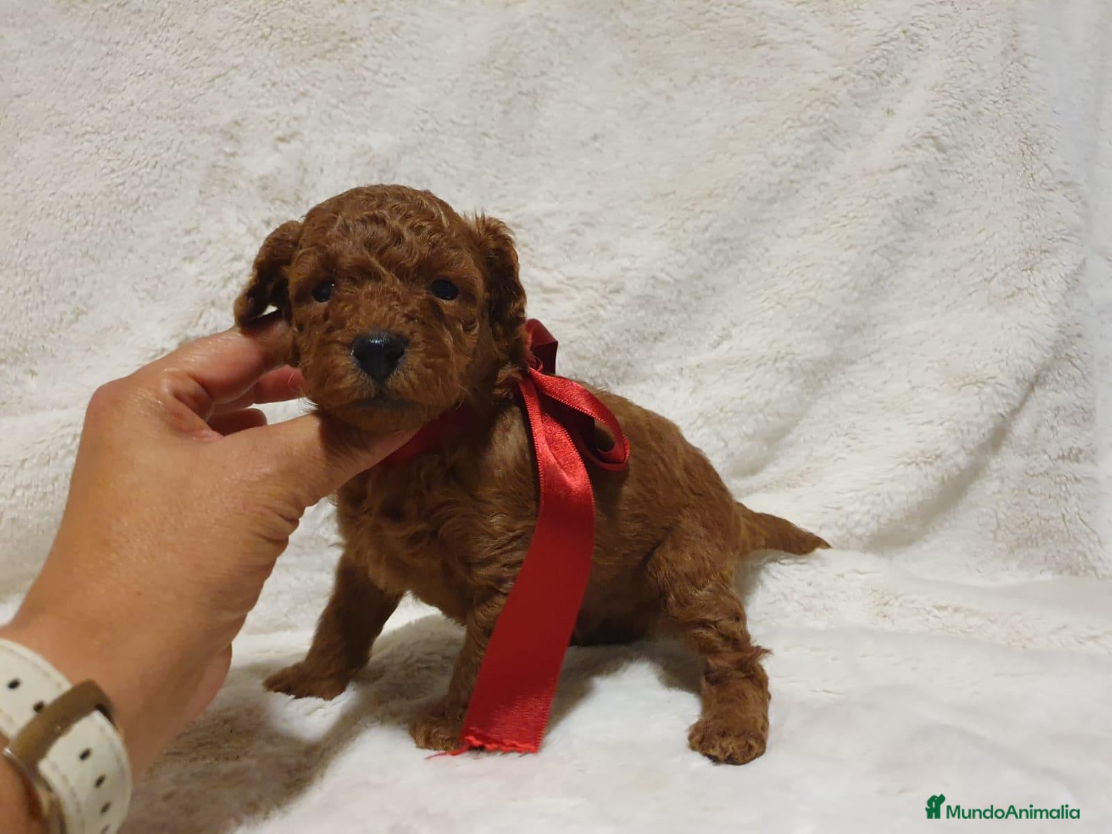 Caniche Toy perros Caniche toy descendencia asiatica - Anuncio 1