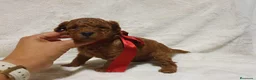 Caniche Toy perros en venta: Caniche toy descendencia asiatica - Anuncio 1