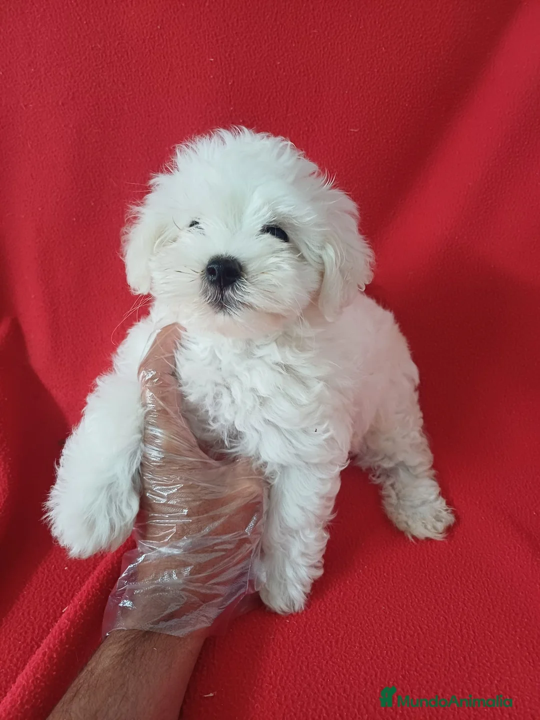 Bichón Maltés perros en venta: Bichon Maltés Americano  - Anuncio 2