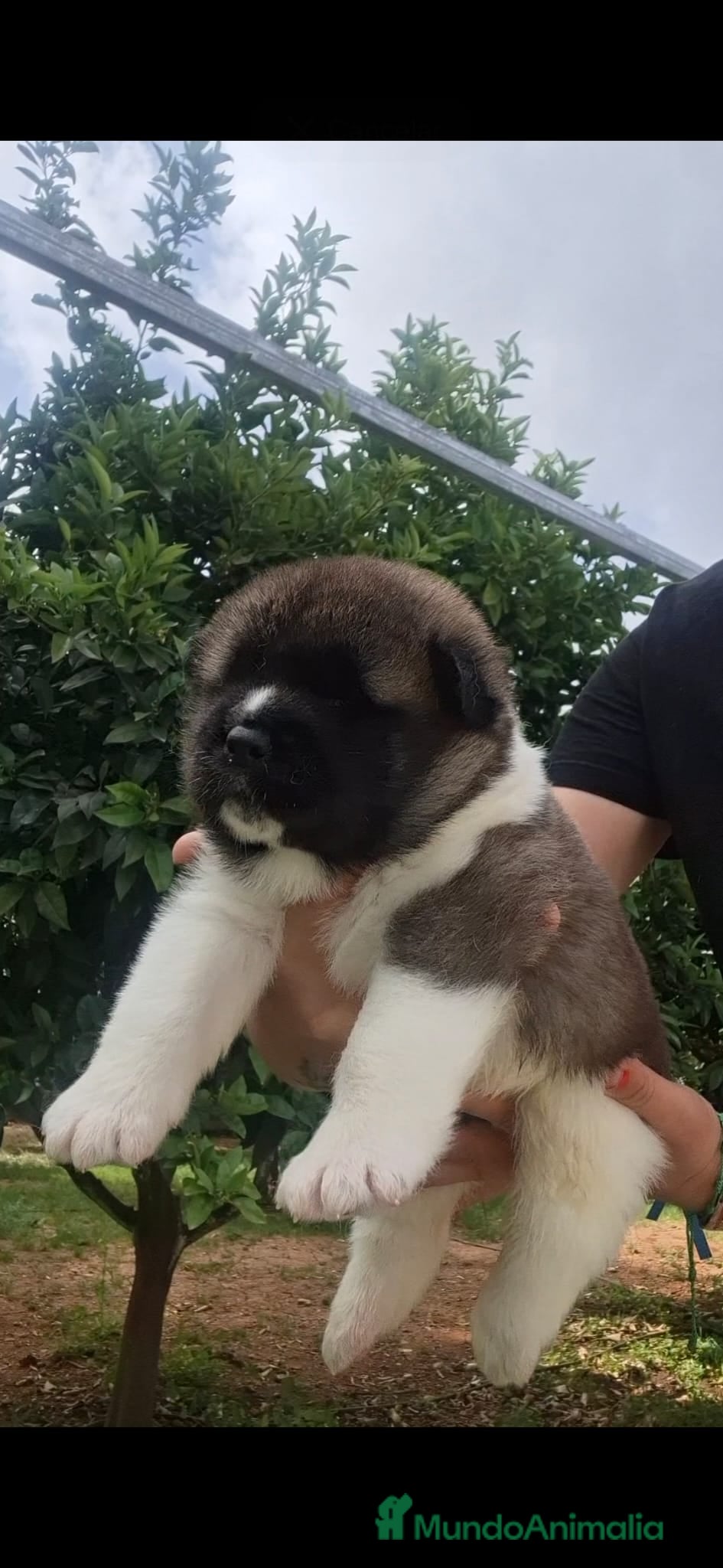 Akita Americano perros Akita Inu Americano  - Anuncio 1