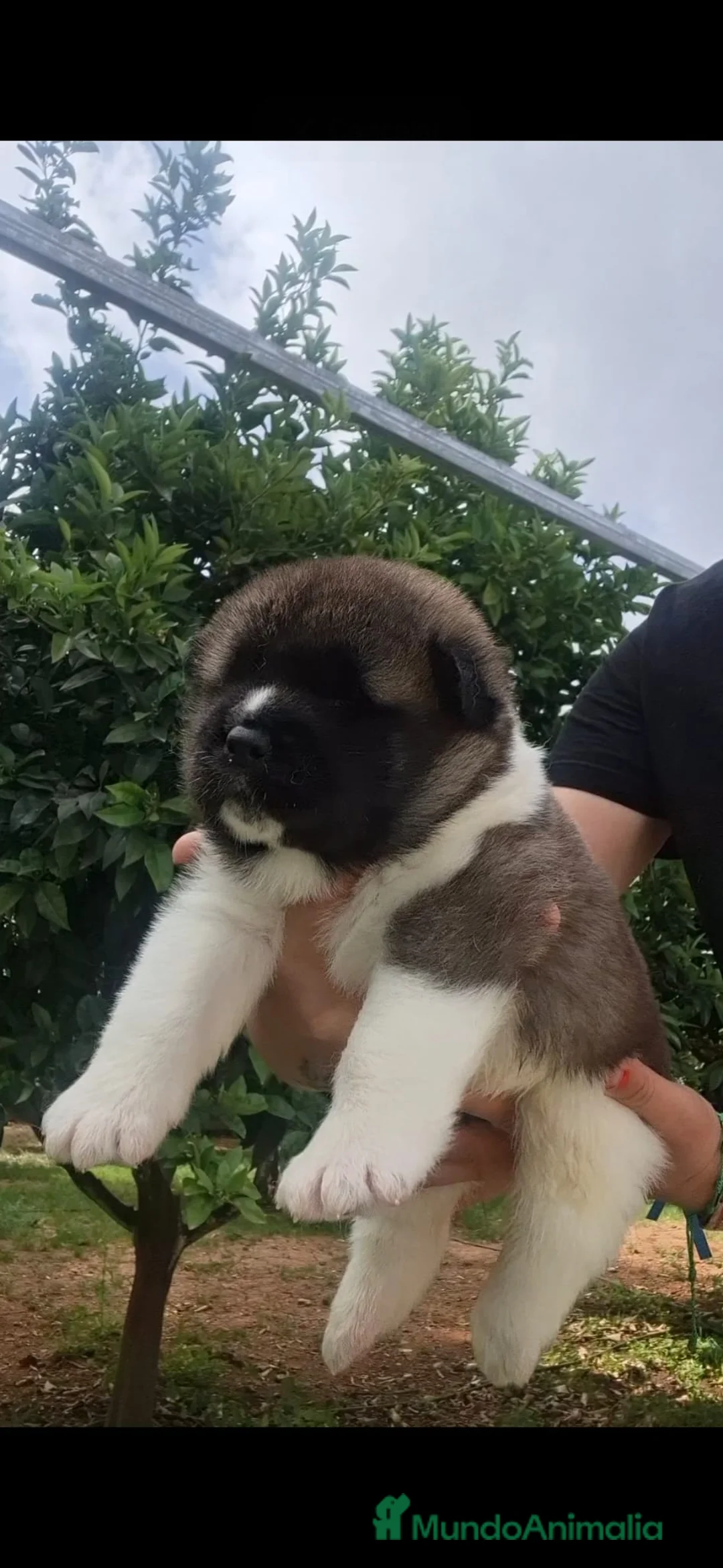 Akita Americano perros en venta: Akita Inu Americano  - Anuncio 1
