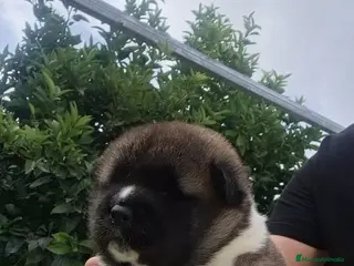 Akita Americano perros Akita Inu Americano - Anuncio 33