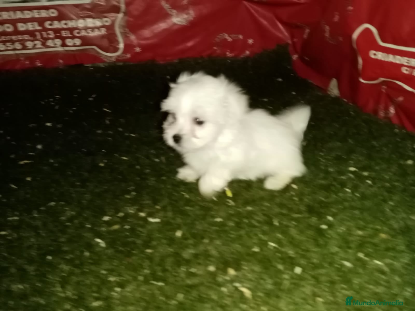 Bichón Maltés perros CAMADA de bichon maltes  en Madrid - Anuncio 2