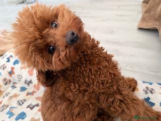 Caniche Toy perros Espectacular caniche Toy rojo para monta - Anuncio 7