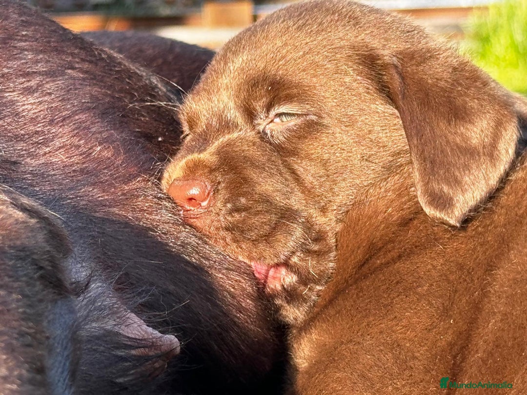 Labrador Retriever perros en venta: Cachorros de labrador Retriever pedigree - Anuncio 5