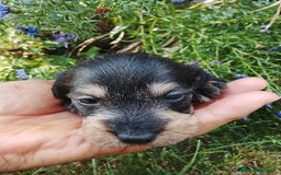 Teckel perros en venta: Teckel  - Imagen 5